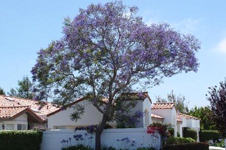 Pink Flower Tree Outside a House