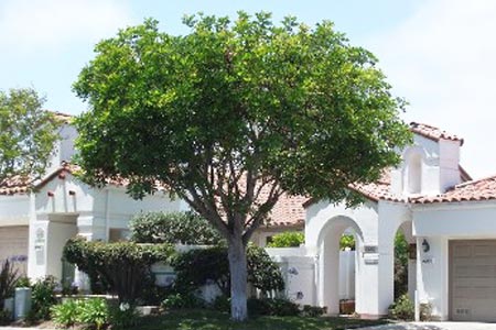 Big Tree Outside a House